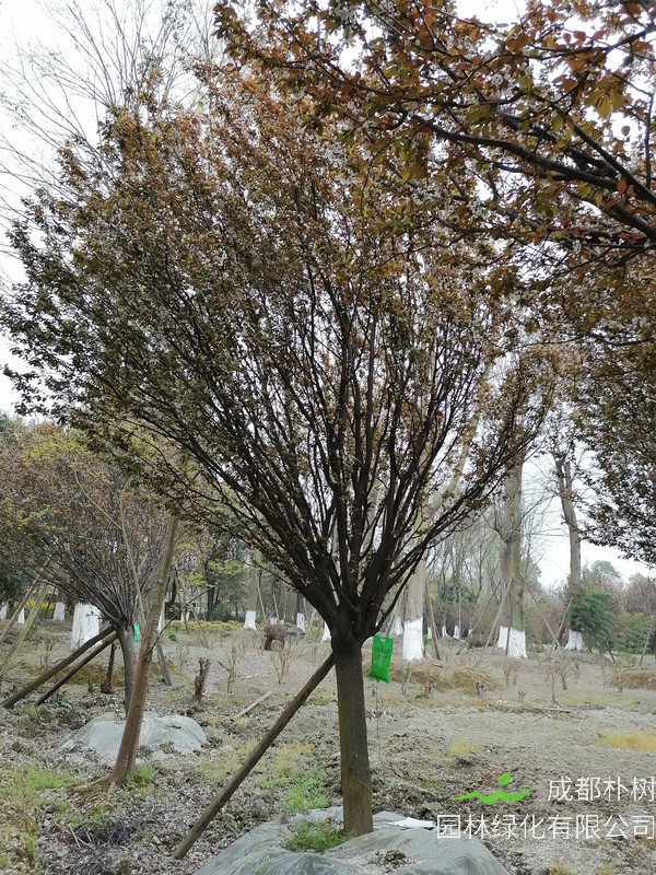 红叶李的形态特征是什么样的？