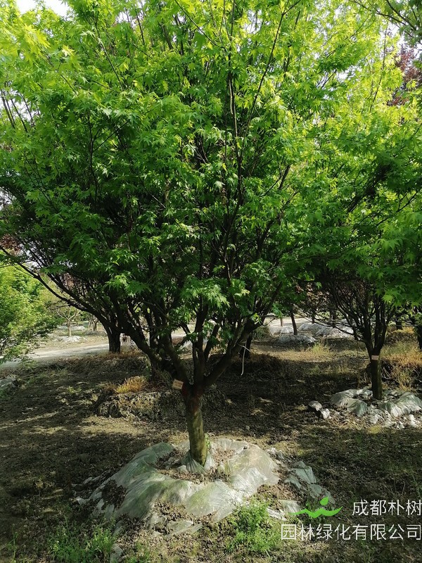 鸡爪槭的用途是什么?