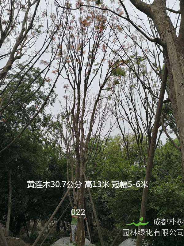 黄连木的叶子可以炒菜吗？