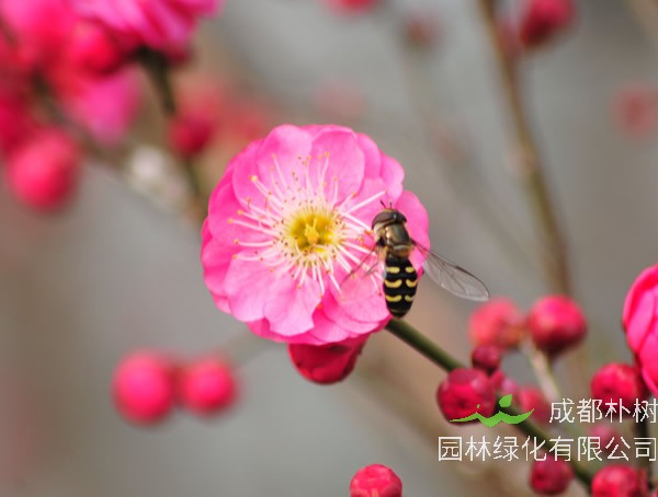 红梅的花语是什么意思？