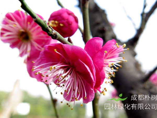 红梅的开花季节是什么时候？