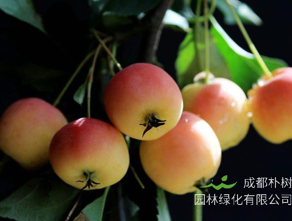 海棠的果实能吃吗？