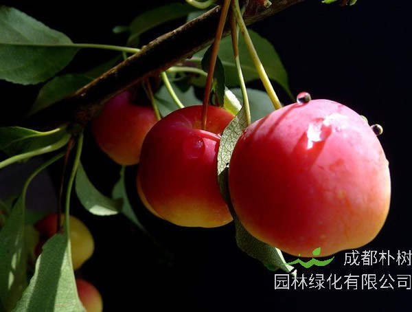 揭秘海棠的果实是什么样子的？