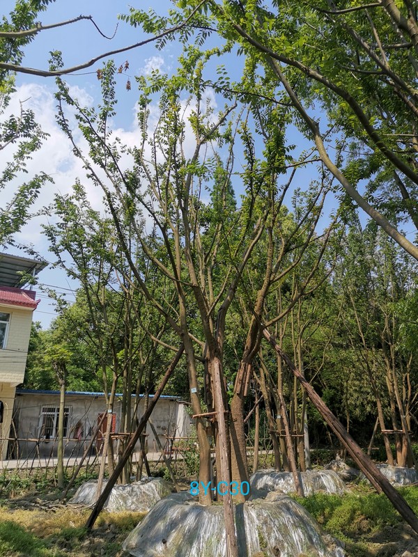 详细介绍朴树的扦插育苗技术