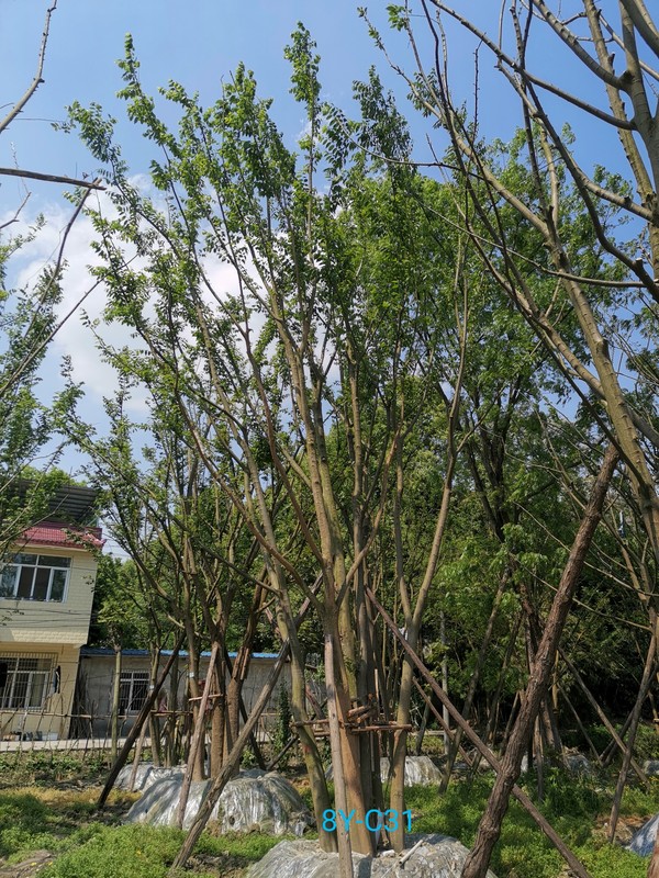 朴树全部种类，朴树常见的种类有哪些？