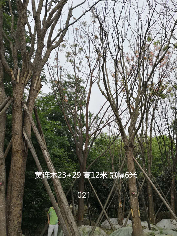 黄连木的叶子可以吃吗？