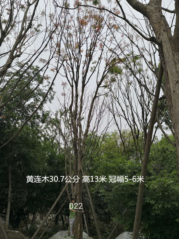 黄连木的叶子可以炒菜吗？