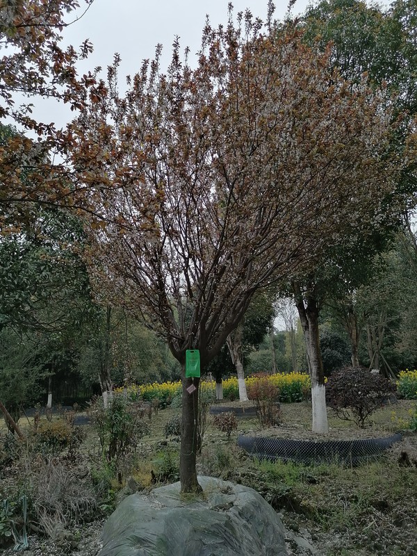 红叶李的砧木有什么用？