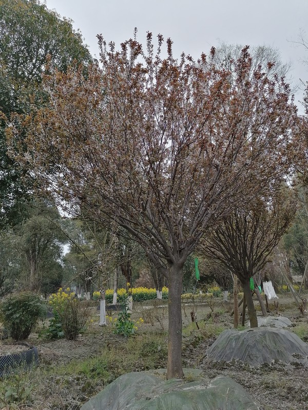 红叶李的病虫害图片，怎么治疗？