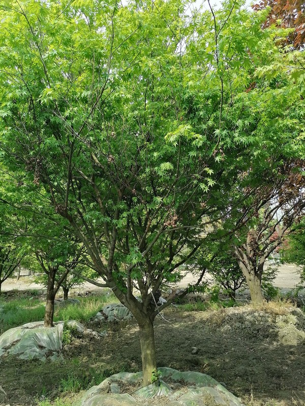 鸡爪槭的功效与作用有哪些？