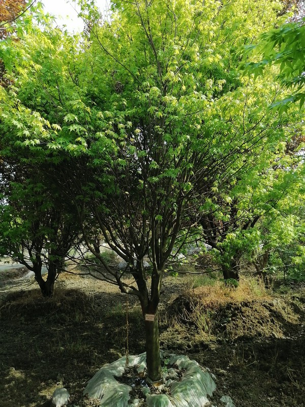 鸡爪槭的拉丁学名是什么？