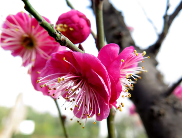 红梅的开花季节是什么时候？