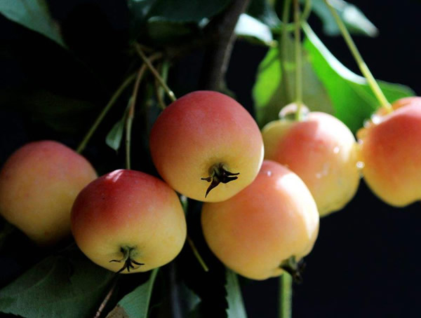 海棠的果实能吃吗？