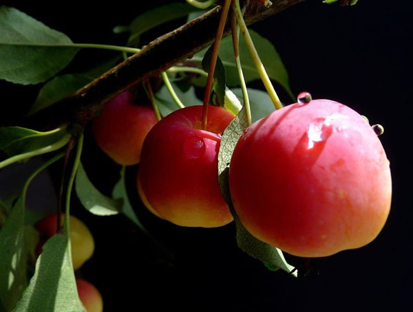 揭秘海棠的果实是什么样子的？