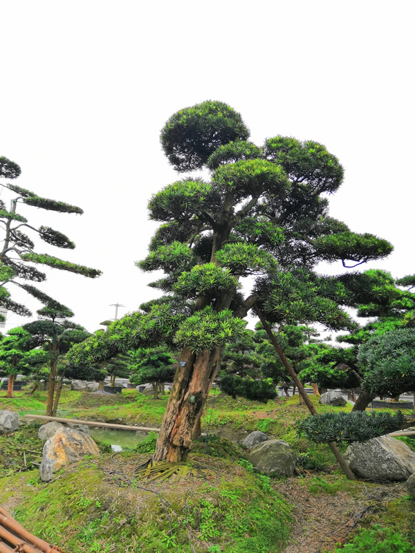 罗汉松的得名由来，为什么叫罗汉松？