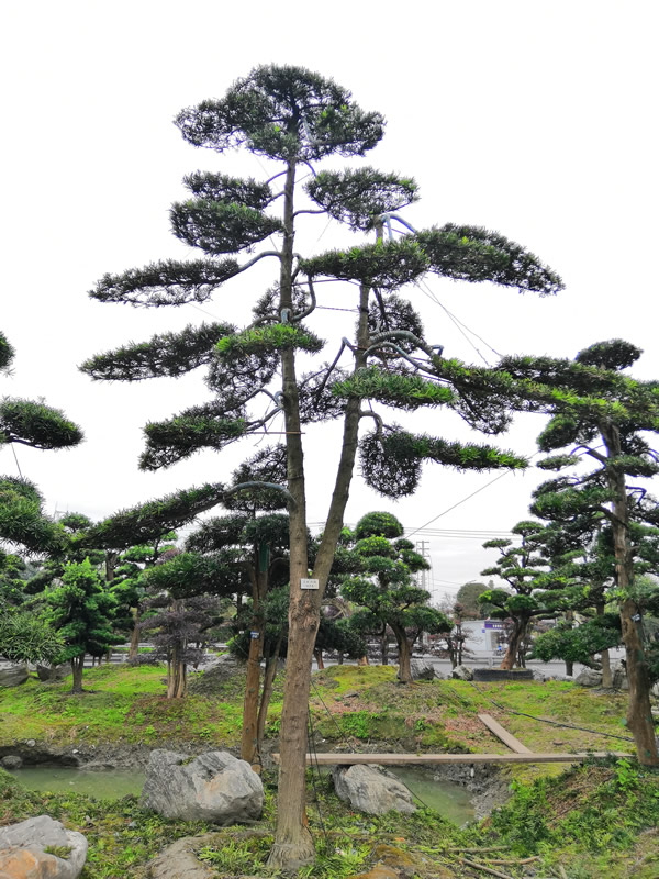 罗汉松的地栽养殖方法有哪些？