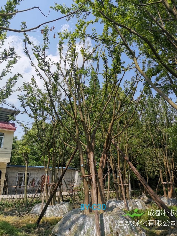 详细介绍朴树的扦插育苗技术