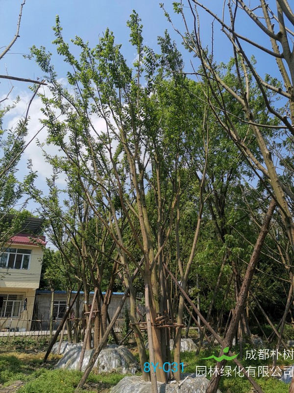 朴树全部种类，朴树常见的种类有哪些？