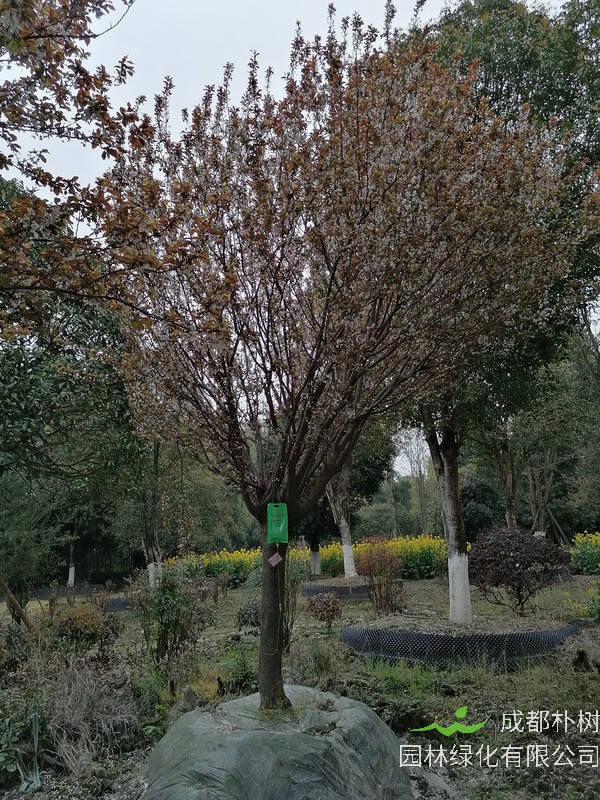 红叶李的砧木有什么用？