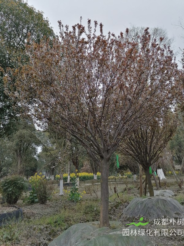 红叶李的病虫害图片，怎么治疗？