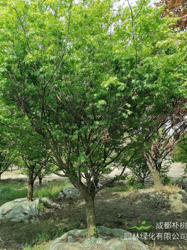 鸡爪槭的功效与作用有哪些？