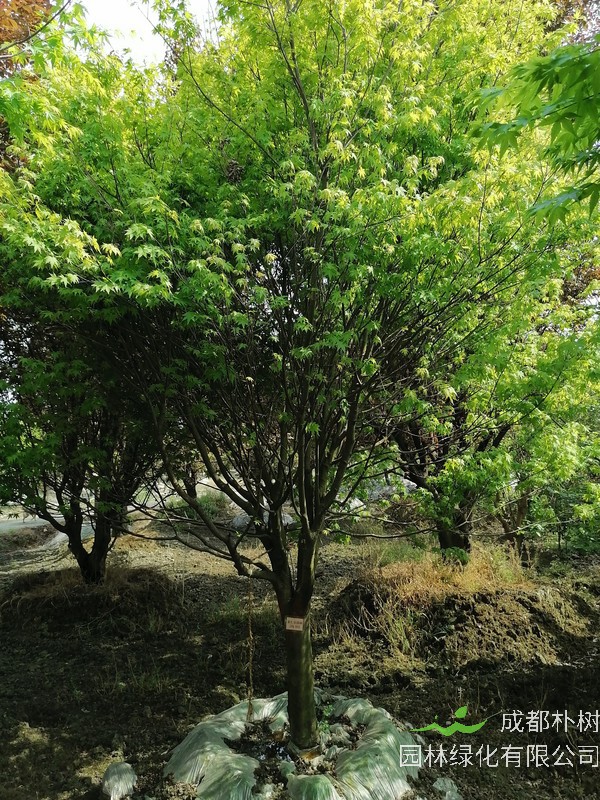 鸡爪槭的拉丁学名是什么？