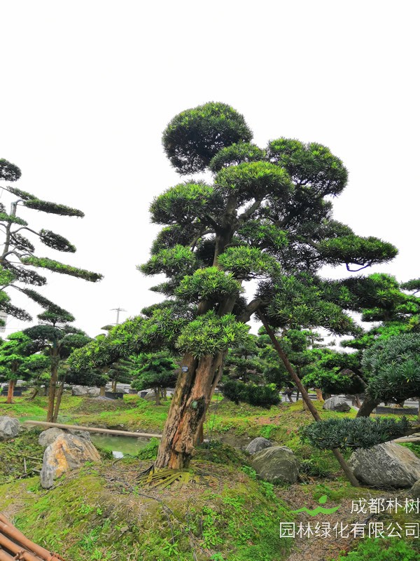 罗汉松的得名由来，为什么叫罗汉松？