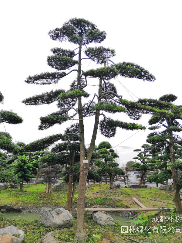 罗汉松的地栽养殖方法有哪些？