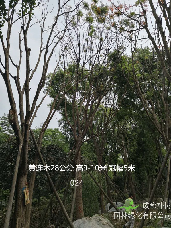 黄连木是什么树种？有哪些功效与作用？