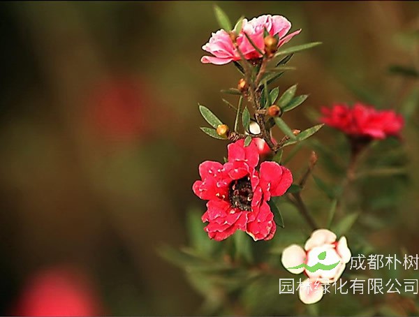 红梅的栽培和管理技术介绍