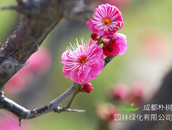 红梅的修剪方法是怎样的？