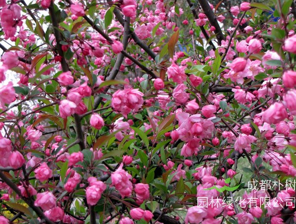 海棠的嫁接方法是怎样的？