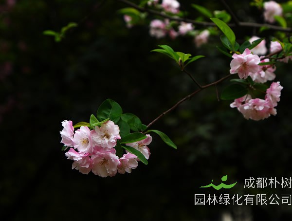 海棠的科属是什么？