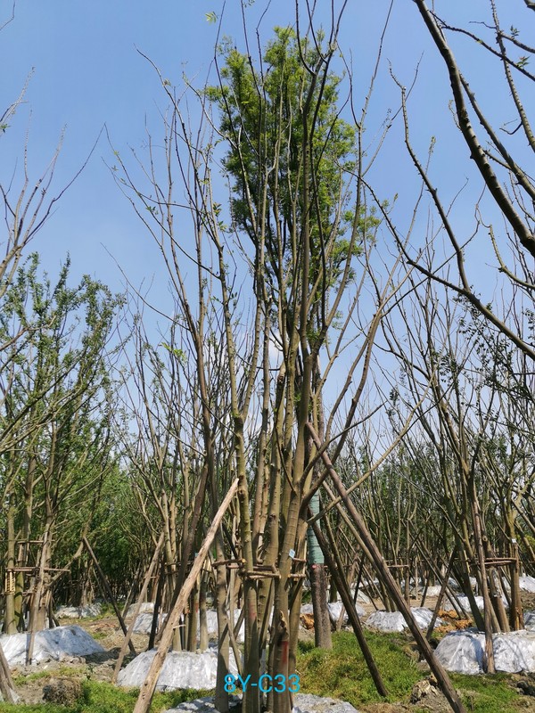 朴树的木质好吗？可以做家具吗？