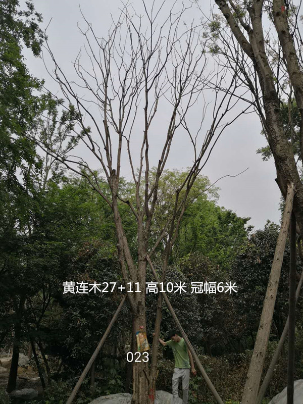 黄连木是否珍贵？都有哪些用处？