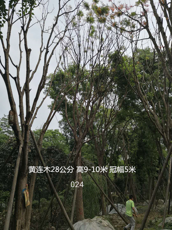 黄连木是什么树种？有哪些功效与作用？