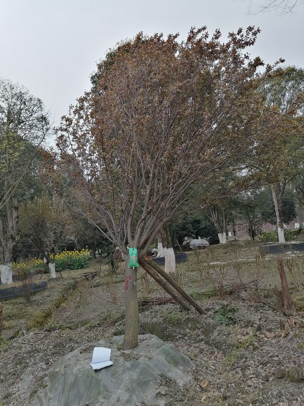 红叶李扦插多久之后会生根？