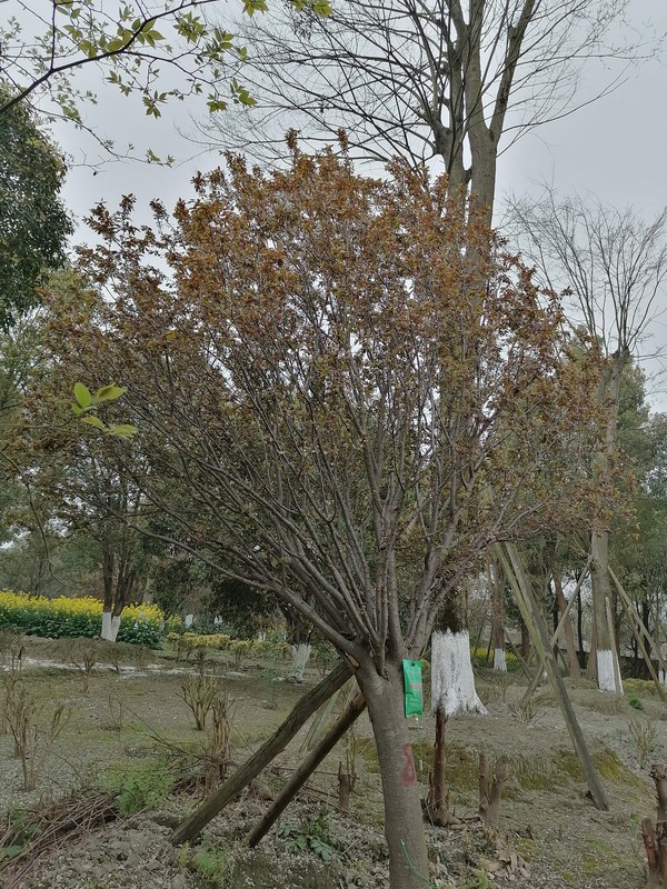 红叶李扦插繁殖方法有哪些？技术分享