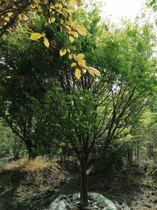 鸡爪槭的观赏特性有哪些？