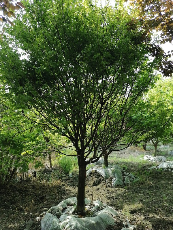 最完整的鸡爪槭的种植方法介绍