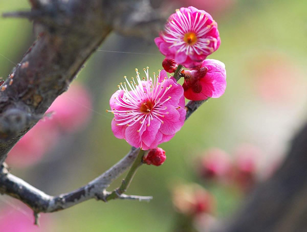 红梅的修剪方法是怎样的？