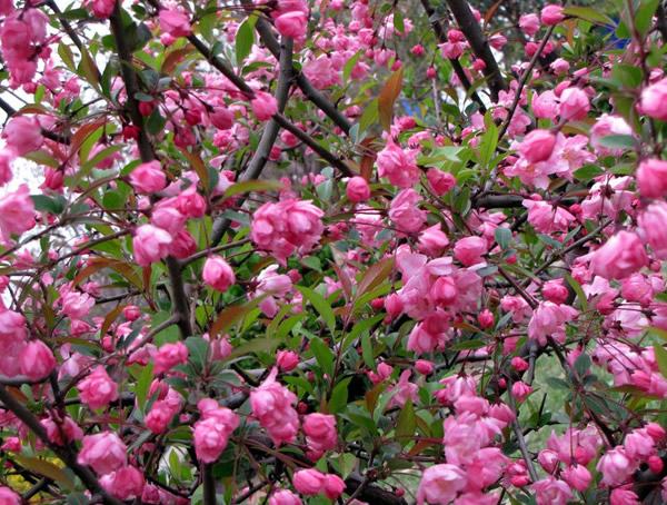 海棠的嫁接方法是怎样的？