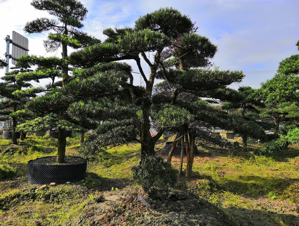 罗汉松的繁殖方法，罗汉松五大繁殖方法详细介绍
