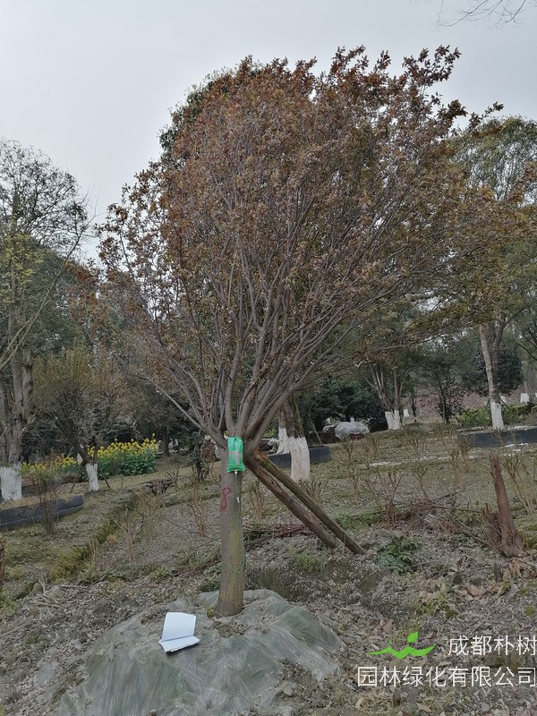 红叶李扦插多久之后会生根？