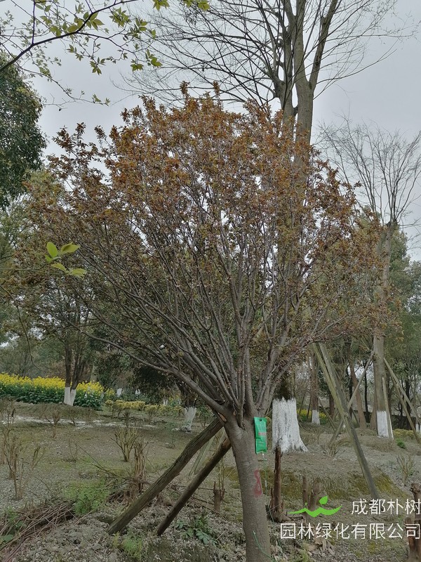 红叶李扦插繁殖方法有哪些？技术分享