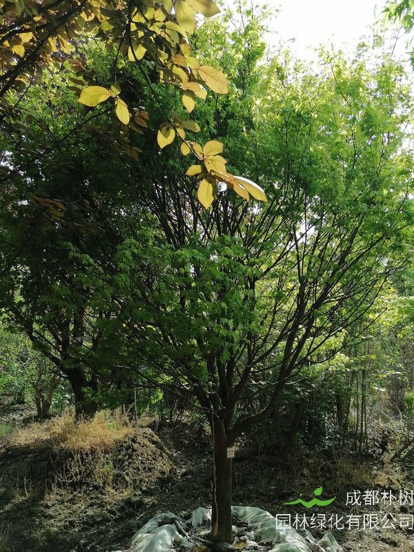 鸡爪槭的观赏特性有哪些？