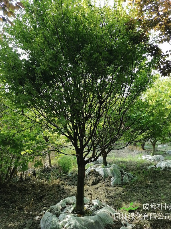 最完整的鸡爪槭的种植方法介绍