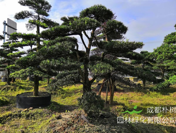 罗汉松的繁殖方法，罗汉松五大繁殖方法详细介绍