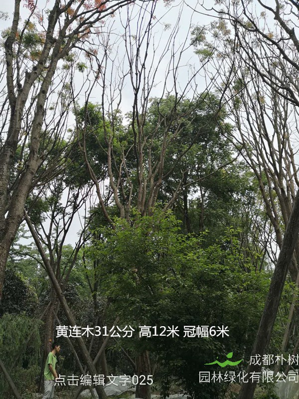 黄连木是红木吗？