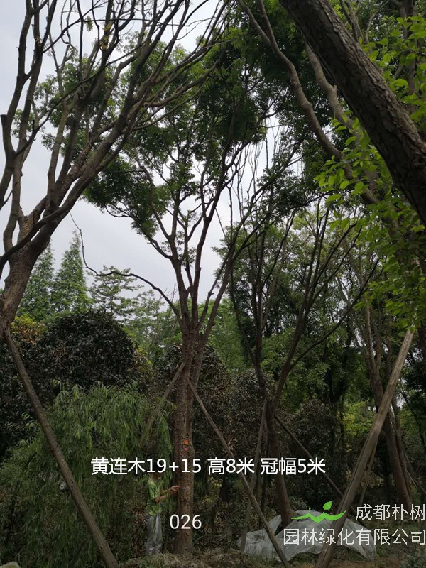 黄连木的果实有什么用？怎么做好吃？